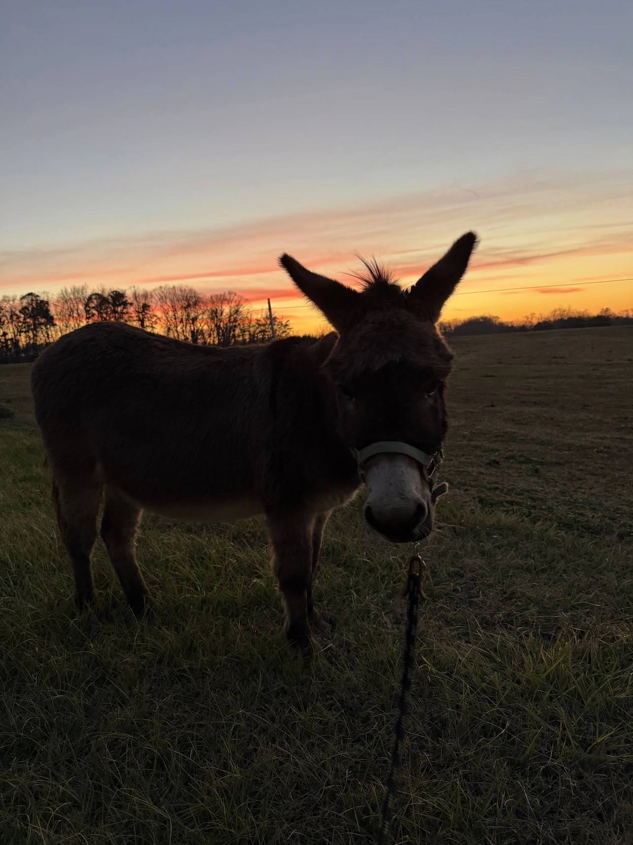Otis silhouetted at sunset