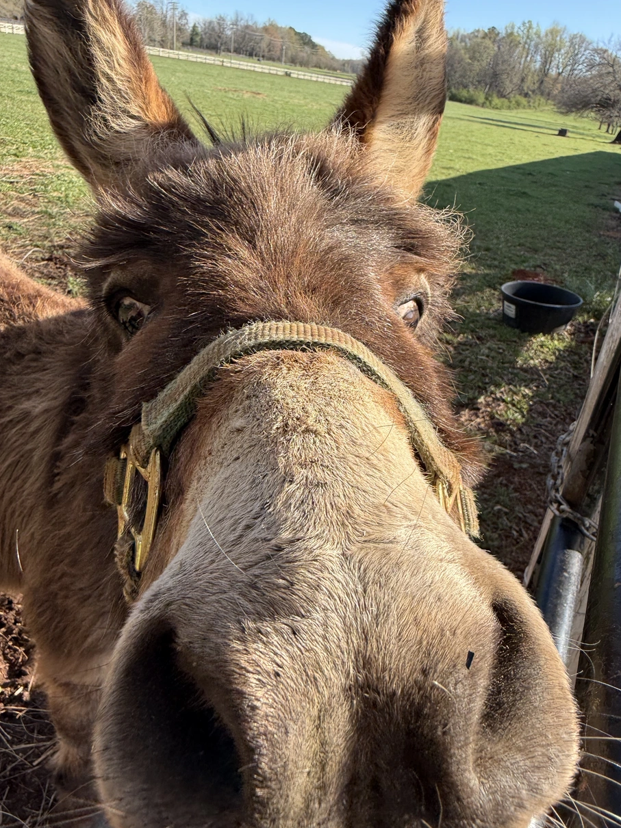Otis close-up in the pasture