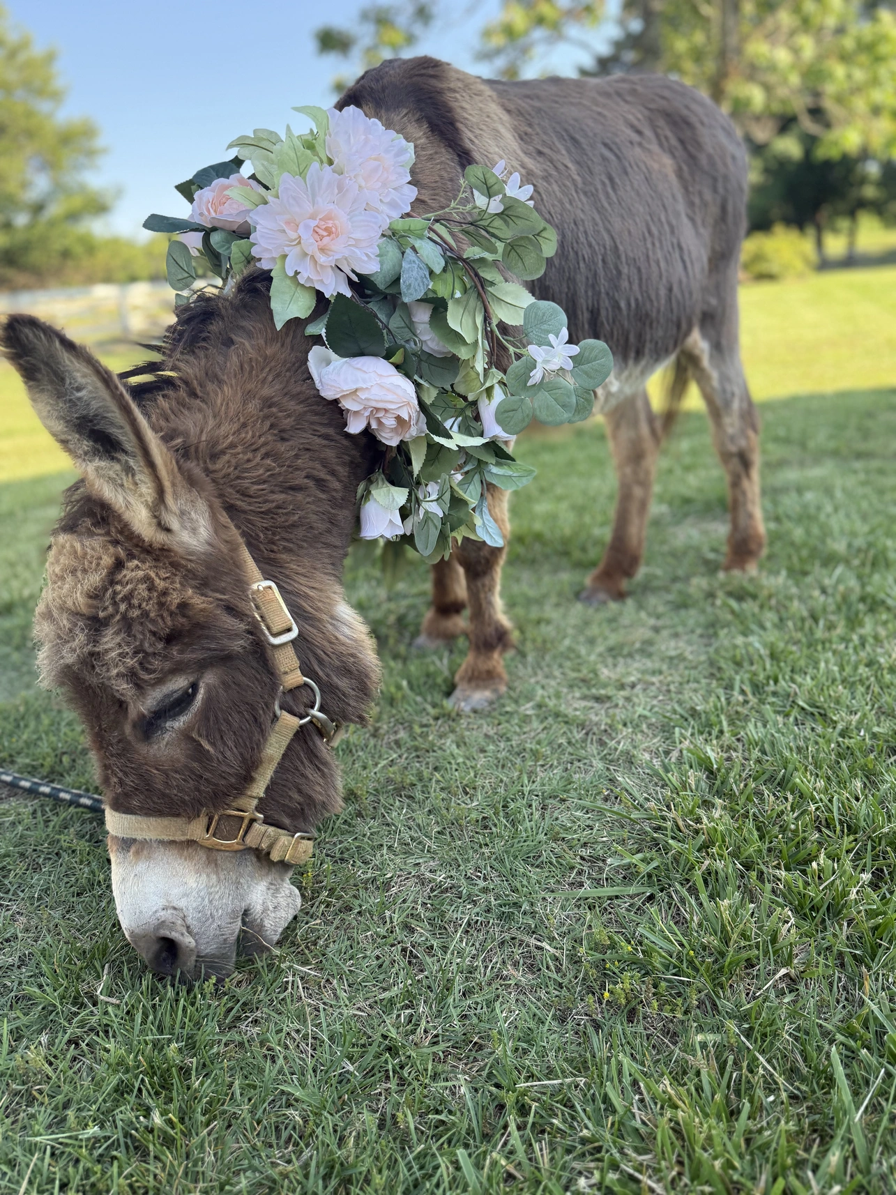 Otis wearing flowers while grazing